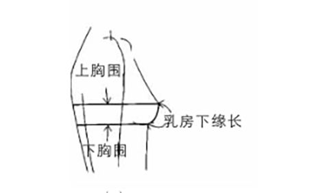 胸大腿长屁股大皮肤白的美女_为什么欧美女优胸这么大_美女比胸看谁胸大